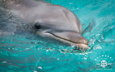 dolphin10